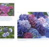 The right page of Heavenly Hydrangeas (Schiffer Publishing, Ltd.) features a collage of pink, purple, and blue blooms; the left showcases close-ups of pink and blue hydrangeas with care tips—ideal for home gardeners.