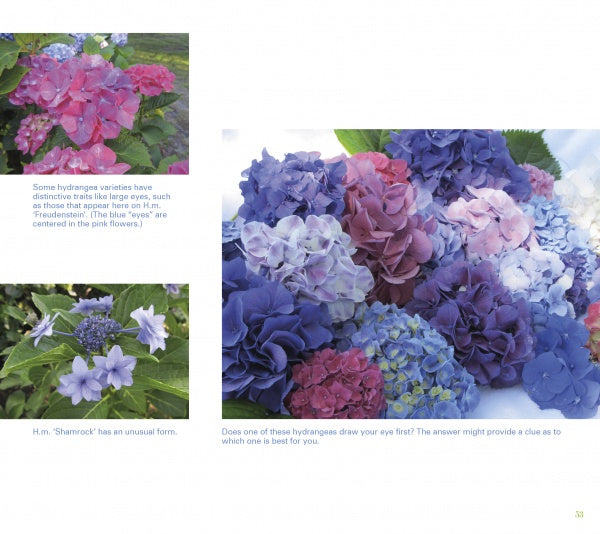 The right page of Heavenly Hydrangeas (Schiffer Publishing, Ltd.) features a collage of pink, purple, and blue blooms; the left showcases close-ups of pink and blue hydrangeas with care tips—ideal for home gardeners.