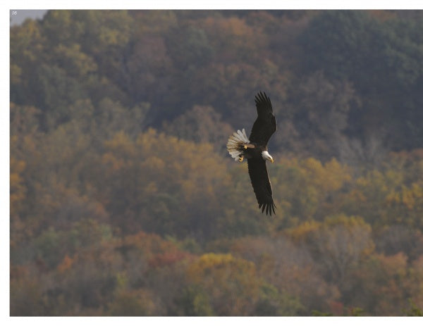 Experience the majesty of bald eagle nesting season with "Inside a Bald Eagle's Nest" by Schiffer Publishing, Ltd., offering an up-close look at these iconic birds in their natural habitat.