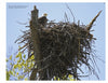 Experience eagle nesting season with "Inside a Bald Eagle's Nest" by Schiffer Publishing, Ltd., featuring American Bald Eagles in stick nests atop tall trees with blue skies and green foliage in the background.