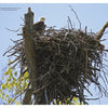 Experience eagle nesting season with "Inside a Bald Eagle's Nest" by Schiffer Publishing, Ltd., featuring American Bald Eagles in stick nests atop tall trees with blue skies and green foliage in the background.
