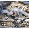 A fluffy eaglet rests in a stick nest, beak open as it calls out—an adorable moment from eagle nesting season, as featured in "Inside a Bald Eagle's Nest" by Schiffer Publishing, Ltd.