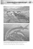 Two black-and-white vintage engravings from "Great Lakes Folklore" by Schiffer Publishing, Ltd. show a plesiosaur battling sea creatures above and two armored sturgeon near a fishing net below—evoking Lake Erie monster legends.