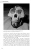 A black and white photo of an Australopithecus afarensis skull fossil rests on cloth, featured on a book page about human evolution in "Evolutionary UFOlogy" by Schiffer Publishing, Ltd.