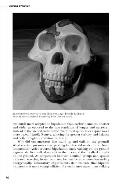 A black and white photo of an Australopithecus afarensis skull fossil rests on cloth, featured on a book page about human evolution in "Evolutionary UFOlogy" by Schiffer Publishing, Ltd.