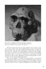 A black and white photo of a Homo habilis skull fossil, featured in "Evolutionary UFOlogy" by Schiffer Publishing, Ltd., highlights a key stage in human evolution with caption and descriptive text included beneath the image.