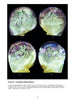 Mother-of-Pearl Antiques and Collectibles by Schiffer Publishing, Ltd. showcases four iridescent carvings—each etched with detailed scenes of ladies and bullfights—on luminous, pearly surfaces.