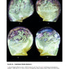 Mother-of-Pearl Antiques and Collectibles by Schiffer Publishing, Ltd. showcases four iridescent carvings—each etched with detailed scenes of ladies and bullfights—on luminous, pearly surfaces.