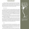 The Collector's Guide to Crawfordsville Crinoids by Schiffer Publishing, Ltd. features labeled diagrams showing arms, pinnules, calyx, stem, and holdfast, plus clear sections on basic structure and Mississippian Age fossils.