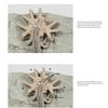 Two images of a starfish on gray rock. The lower image, reminiscent of diagrams in the Collector's Guide to Crawfordsville Crinoids by Schiffer Publishing, Ltd., labels its arms, mouth, and other features with arrows and letters.