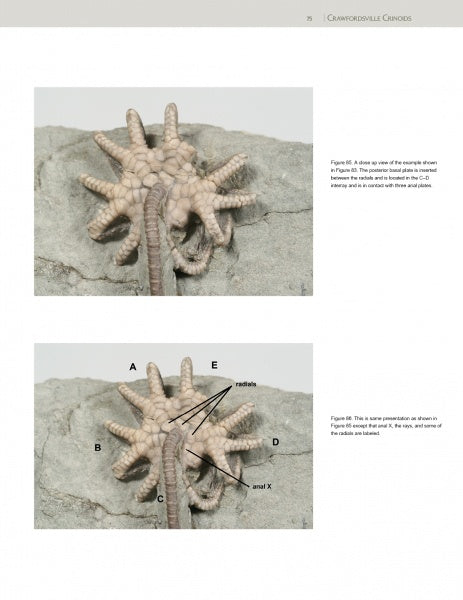 Two images of a starfish on gray rock. The lower image, reminiscent of diagrams in the Collector's Guide to Crawfordsville Crinoids by Schiffer Publishing, Ltd., labels its arms, mouth, and other features with arrows and letters.