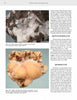 The Collector's Guide to the Zeolite Group by Schiffer Publishing, Ltd. features photos of fibrous mesolite in brown basalt and peachy, radiating pectolite, alongside info about zeolite minerals for collectors.