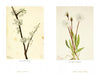 Two botanical illustrations inspired by "The Life and Times of Mary Vaux Walcott" by Schiffer Publishing, Ltd.: one shows a branch with white blossoms, the other a North American wildflower with long green leaves and round, fluffy white flowers.