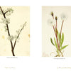 Two botanical illustrations inspired by "The Life and Times of Mary Vaux Walcott" by Schiffer Publishing, Ltd.: one shows a branch with white blossoms, the other a North American wildflower with long green leaves and round, fluffy white flowers.