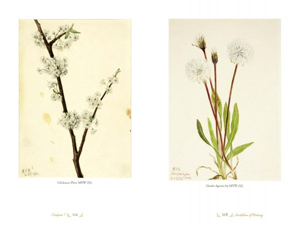 Two botanical illustrations inspired by "The Life and Times of Mary Vaux Walcott" by Schiffer Publishing, Ltd.: one shows a branch with white blossoms, the other a North American wildflower with long green leaves and round, fluffy white flowers.