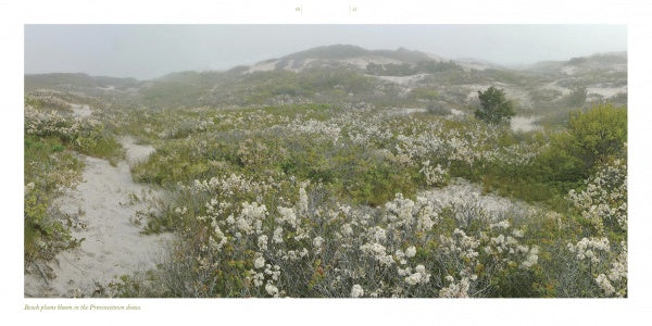 Cape Cod along the Shore by Schiffer Publishing, Ltd. beautifully captures the serene charm of Cape Cod’s coastline, making it an ideal scene for Cape Cod photography enthusiasts.