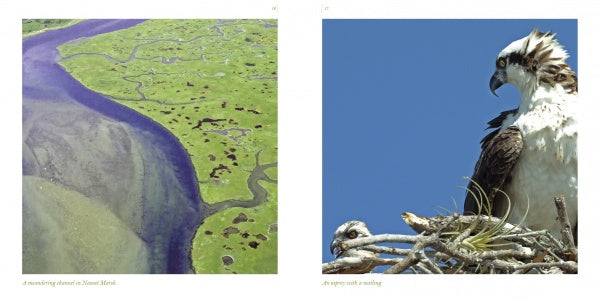 Aerial view of winding Cape Cod marshes beside a close-up of two ospreys in their nest—stunning Cape Cod photography from "Cape Cod along the Shore" by Schiffer Publishing, Ltd.