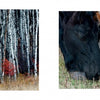 Left: White-barked aspen trees with red foliage. Right: Three horses—black, brown, and white—grazing on grass, evoking Yellowstone scenery. From Yellowstone Country by Schiffer Publishing, Ltd.