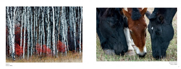 Left: White-barked aspen trees with red foliage. Right: Three horses—black, brown, and white—grazing on grass, evoking Yellowstone scenery. From Yellowstone Country by Schiffer Publishing, Ltd.