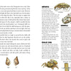 Pages 22–23 of Awesome Chesapeake by Schiffer Publishing, Ltd. feature sketches on tides and seashells, plus colorful illustrations of amphipods, barnacles, and fiddler crabs—Chesapeake Bay creatures—all designed for elementary education.