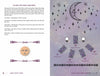 A two-page spread from the Auset Gypsy Tarot guidebook by Schiffer Publishing, Ltd. The left page details the Lunar Spread with moon phases, astrology icons, and sun/moon art; the right page displays a six-card tarot layout with moon designs.