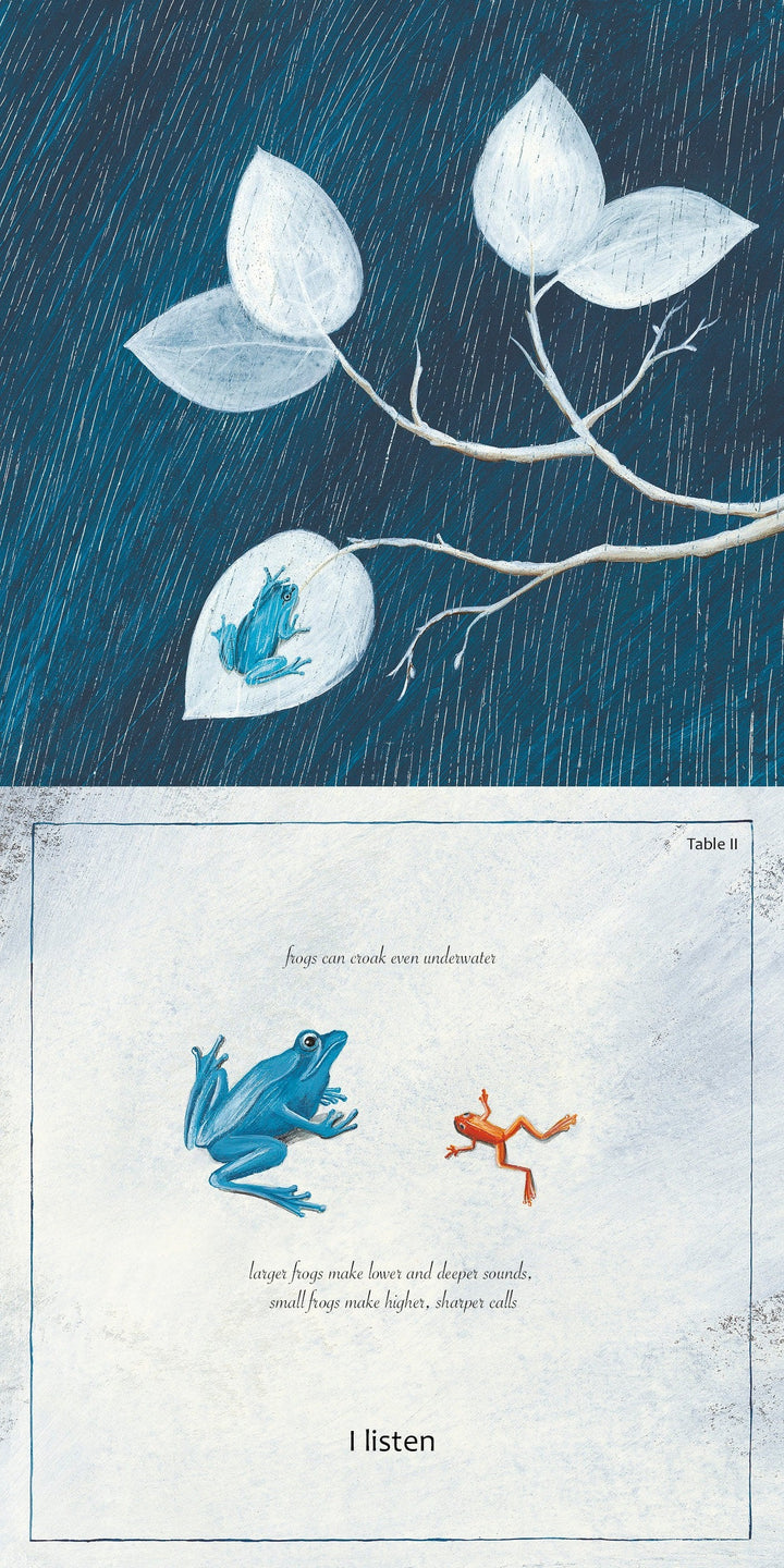 An illustration from Schiffer Publishing, Ltd.'s "Like a Tree" shows a blue frog on white leaves in the rain, exploring symmetries in nature and noting that larger frogs make lower sounds while smaller frogs have higher calls.