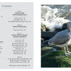 Next to a photo of a gray and white gull on a mossy rock with foamy waves, the Gulls of North America table of contents is shown—ideal for gull enthusiasts or anyone seeking a Schiffer Publishing, Ltd. photographic field guide.