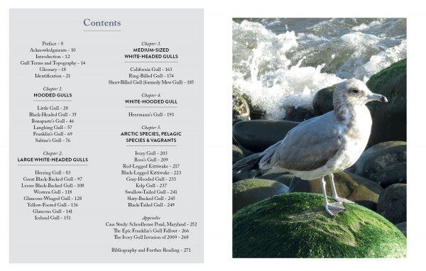 Next to a photo of a gray and white gull on a mossy rock with foamy waves, the Gulls of North America table of contents is shown—ideal for gull enthusiasts or anyone seeking a Schiffer Publishing, Ltd. photographic field guide.