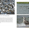 Gulls of North America" by Schiffer Publishing, Ltd. showcases a collage of North American gulls—ideal for gull identification or as a photographic field guide.