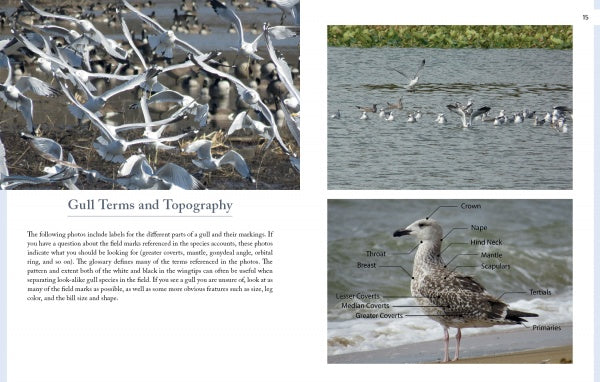 Gulls of North America" by Schiffer Publishing, Ltd. showcases a collage of North American gulls—ideal for gull identification or as a photographic field guide.