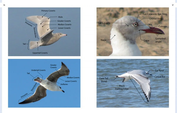 Gulls of North America by Schiffer Publishing, Ltd. features four labeled images: two flying gulls with wing and tail parts marked, a close-up of a gull’s head, and a gull in flight over water—perfect for any photographic field guide.