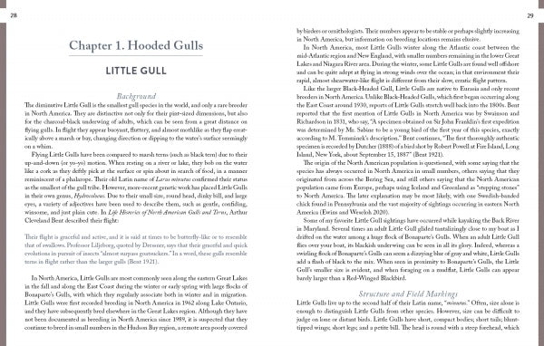 A two-page spread from "Gulls of North America" by Schiffer Publishing, Ltd. features Chapter 1: Hooded Gulls—Little Gull, with columns on background, range, and markings to aid gull ID; no images included.