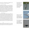 A two-page spread from "Gulls of North America" by Schiffer Publishing, Ltd. features text on Little Gull traits and six photos of the bird flying, in water, and foraging, with gull ID tips and notes on plumage and size differences.