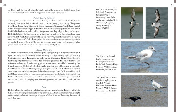 A two-page spread from "Gulls of North America" by Schiffer Publishing, Ltd. features text on Little Gull traits and six photos of the bird flying, in water, and foraging, with gull ID tips and notes on plumage and size differences.