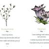 An illustration from *Listening to Flowers* by Schiffer Publishing, Ltd. shows Scleranthus and Gentian, with positive affirmations like trust, peace, enthusiasm, hope, and success elegantly written beneath each flower.
