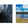 Left: Black bear close-up with a dark background. Right: Wooden canoe on a lake shore amid pines and blue sky—iconic Midwest scene from "Back Roads of the Midwest" by Schiffer Publishing, Ltd.