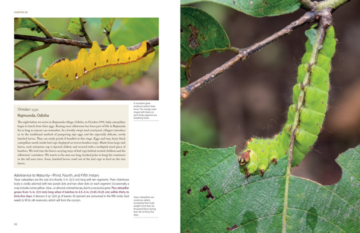 In Schiffer Publishing, Ltd.’s "In Search of Wild Silk," a yellow wild silk caterpillar with spiky protrusions crawls along a green leaf on one page, while the opposite page features a close-up of a green spiny caterpillar gripping a branch.