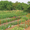 A lush Amish vegetable garden grows behind a house, bordered by trees, with a yellow flower inset. "Amish Gardens of Lancaster County" by Schiffer Publishing, Ltd. features text about Katie Beiler and her garden on the right.