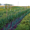 A lush Amish garden from "Amish Gardens of Lancaster County" by Schiffer Publishing, Ltd. shows staked tomatoes, greens, onions, and grapevines on a trellis; inset: close-up purple-pink flowers. Katie Stoltzfus quote and text at right.