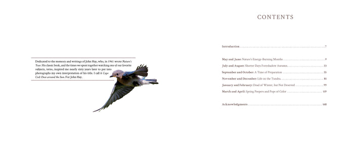 A bird soars above, capturing the beauty of Cape Cod, as featured by Schiffer Publishing, Ltd.