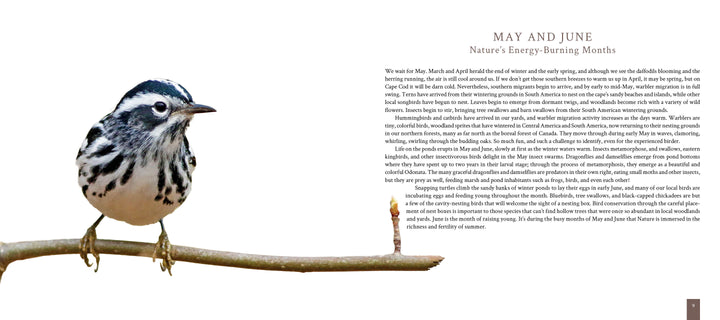 A black-and-white warbler perches on a thin branch by a tiny mushroom, with text about May and June, capturing Cape Cod’s vibrant wildlife. Presented on a crisp white background. Product: Cape Cod by Schiffer Publishing, Ltd.