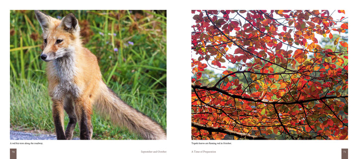 A red fox stands on a grassy edge among vibrant autumn leaves, capturing the beauty of Cape Cod wildlife—featured in "Cape Cod" by Schiffer Publishing, Ltd.