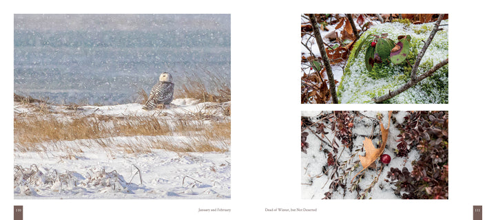 A snowy owl in snowfall, birds among moss, and red berries on snow highlight Cape Cod wildlife, as featured in "Cape Cod" by Schiffer Publishing, Ltd.