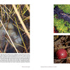 A close-up of "Cape Cod" by Schiffer Publishing, Ltd., showcasing breathtaking photography that captures the unique beauty of local ecosystems and wildlife.