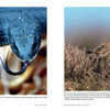 Side-by-side photos showcase Cape Cod's wildlife: a black snake with its tongue out and two yellow-faced brown birds in dry shrubs. Discover more of Cape Cod’s vibrant ecosystems in this Schiffer Publishing, Ltd. release.