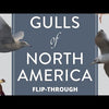Gulls of North America